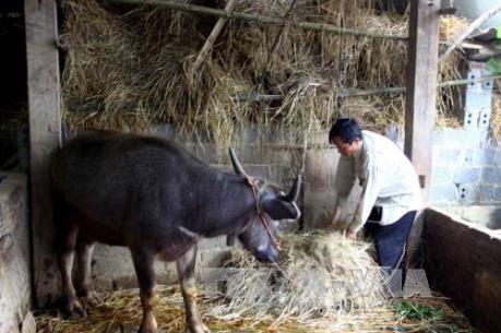 Chủ động phòng, chống đói, rét cho gia súc