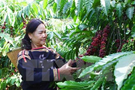 Xuất khẩu cà phê sang Algeria tăng mạnh