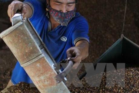 Dự báo giá cà phê thế giới tuần từ 26/12 - 31/12