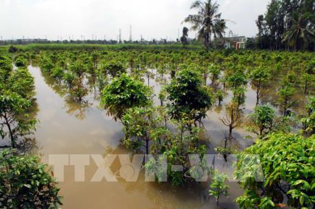 Triều cường lên cao làm vỡ đê bao sông Sài Gòn