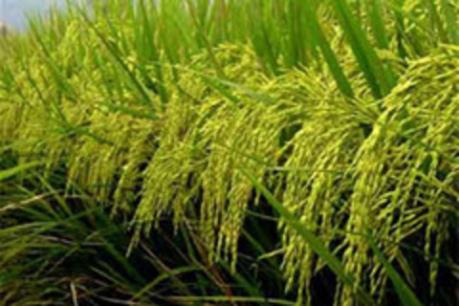Gạo Thái Lan chịu nhiều áp lực giảm giá