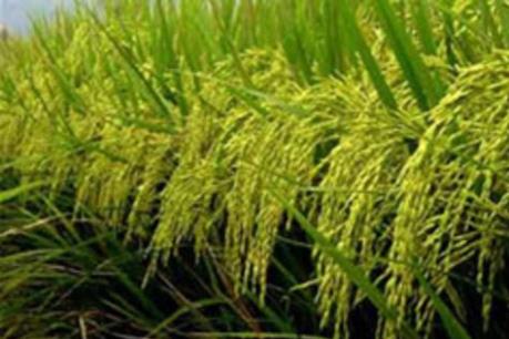 Giá gạo Thái Lan tăng mạnh so với các nước khác ở châu Á
