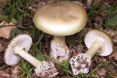 Yên Bái: Cứu sống 7 người trong một nhà bị ngộ độc do ăn nấm