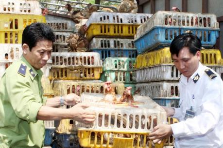 Tiêu hủy hơn 1,6 tấn gà nhập lậu từ Trung Quốc