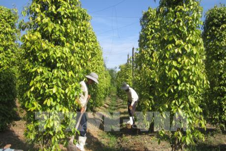 Vòng xoáy của cây hồ tiêu - Liên kết để phát triển cây hồ tiêu bền vững