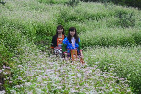 Vườn hoa tam giác mạch trên đỉnh đèo Pha Đin