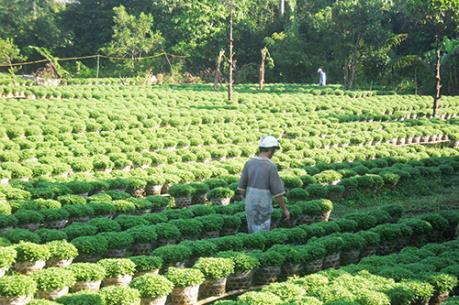 Hoa cúc Tết ở Bến Tre bị thiệt hại nặng