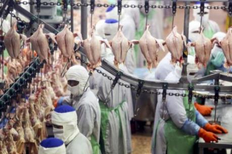 Thái Lan xuất khẩu thịt gà trở lại Hàn Quốc sau 12 năm