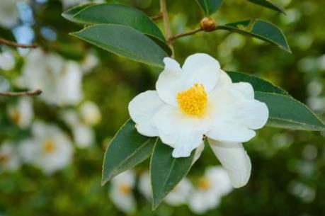 Tháng 12 nhớ ghé Hội hoa Sở Bình Liêu!