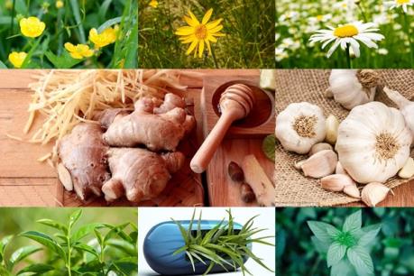 18 loại thảo dược có tác dụng chữa bệnh ngay trong gian bếp nhà bạn