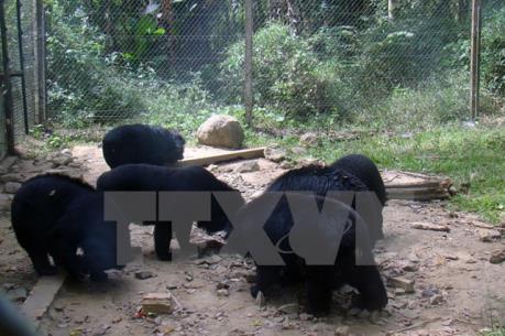 Lập chuyên án triệt phá các đường dây mua, bán động vật hoang dã