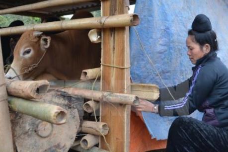 Lào Cai chủ động chống rét sớm cho gia súc