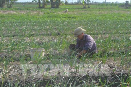 Huyện đảo Lý Sơn hướng tới mở rộng trồng tỏi hữu cơ