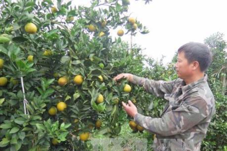 Người trồng cam ở Hà Tĩnh lao đao sau lũ