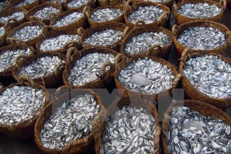 Tiếp tục xử lý việc tạm giữ lô hàng đông lạnh của Công ty Maersk Việt Nam