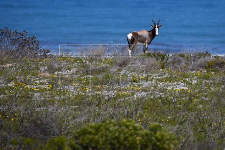 Báo Australia: Các quốc gia cần bảo tồn khu vực hoang dã