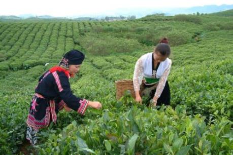 Vinatea hướng về thị trường nội địa