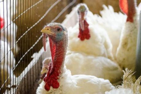 Ukraine ghi nhận trường hợp cúm gia cầm đầu tiên trong 8 năm