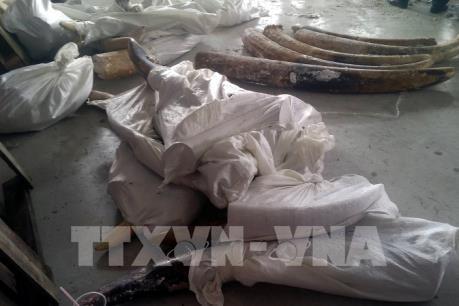 Tp. Hồ Chí Minh phát hiện 529 kg ngà voi giấu tinh vi trong các khúc gỗ
