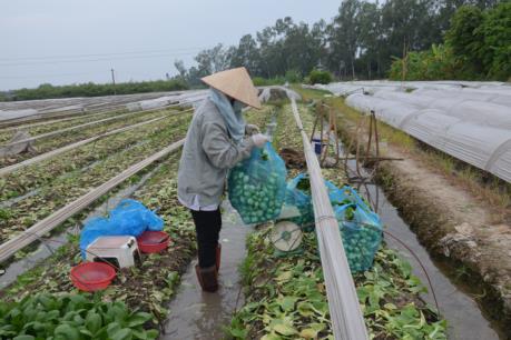 Hà Nam xây dựng mô hình sản xuất nông sản sạch