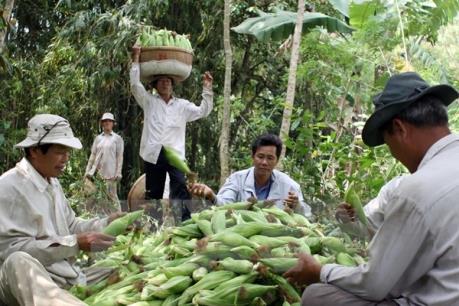 Phú Yên mở rộng diện tích ngô lai trên đất lúa