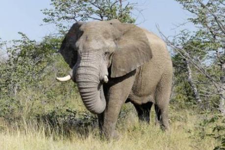 Lần đầu tiên voi nuôi trong môi trường bán hoang dã mang thai