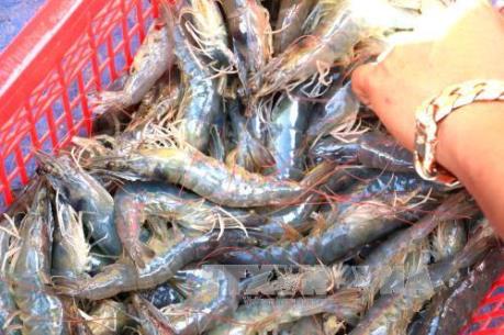 Người dân Tiền Giang phấn khởi do giá tôm biển tăng khá