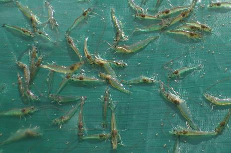 Phát hiện hàng chục xe tải chở tôm giống không qua kiểm dịch