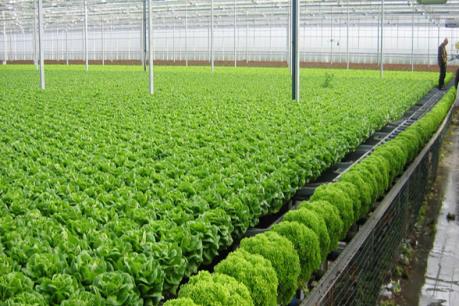 Liên kết: Chìa khóa thành công của nhiều doanh nghiệp sản xuất nông nghiệp