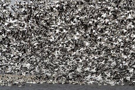 Ngỗng trời chết hàng loạt do nước ô nhiễm