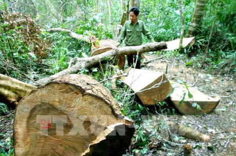 Rừng phòng hộ Bắc Trà My tiếp tục bị chặt hạ