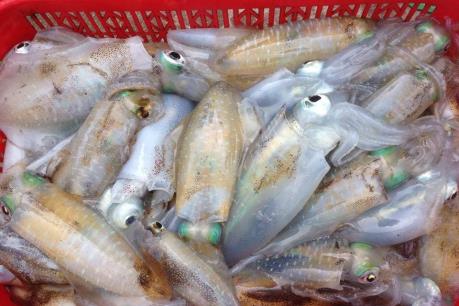 Quảng Bình: Tiêu hủy trên 600 tấn hải sản tồn kho không đảm bảo an toàn thực phẩm