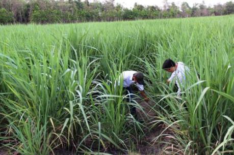 Hiệp hội Mía đường Việt Nam kiến nghị điều chỉnh giá điện đồng phát từ bã mía