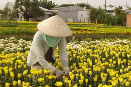 Các nhà vườn chuẩn bị cho vụ hoa Tết