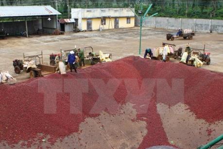 Đắk Lắk sẽ đưa sản lượng cà phê chế biến sâu tăng từ 14 đến 15%