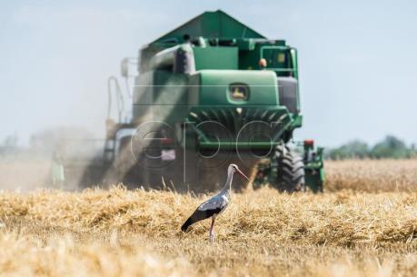 Diễn biến thị trường nông sản tuần qua