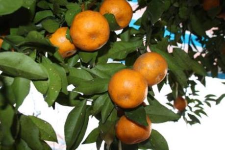 Quýt Trà Lĩnh nhận văn bằng bảo hộ nhãn hiệu tập thể