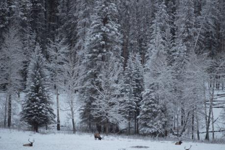 Bão tuyết hoành hoành trên toàn lãnh thổ Canada
