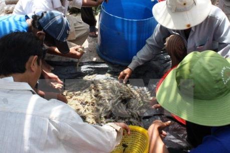 Canada - thị trường tiềm năng cho tôm chân trắng Việt Nam