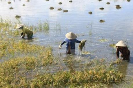 Miền Trung khẩn trương khôi phục sản xuất sau mưa lũ