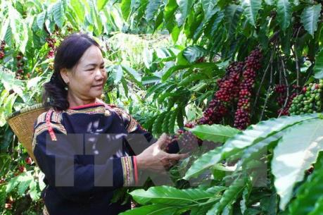 Sắp có Ngày hội Cà phê Việt Nam tại Tp. Hồ Chí Minh
