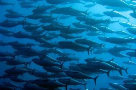 Nghị viện châu Âu cấm đánh bắt hải sản dưới độ sâu 800m ở Đông Bắc Đại Tây Dương