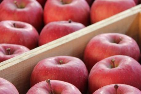 Táo tươi chính gốc Aomori sắp được phân phối chính thức tại Việt Nam