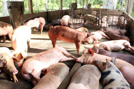 Cập nhật giá lợn hơi đầu tuần