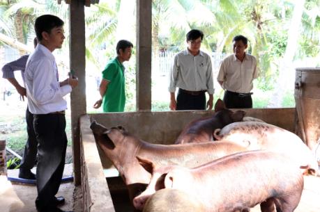 Lợn rớt giá, người nuôi nguy cơ mất Tết