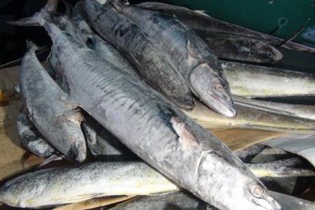 Tiêu hủy gần 300 tấn hải sản nhiễm độc tại Hà Tĩnh