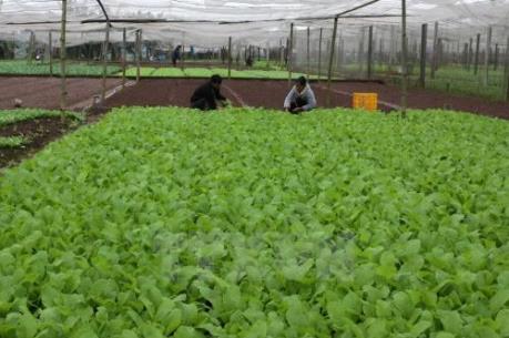 Năm 2017, Hợp tác xã Khánh Thành sẽ sản xuất 1.000 tấn nông sản an toàn