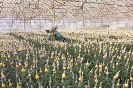 Nhật Bản bắt tay với hợp tác xã trồng hoa tại Lâm Đồng