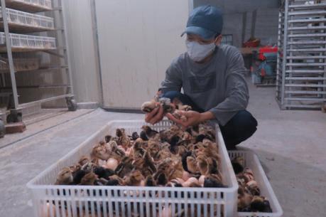 Hải Dương sản xuất gà giống lai chọi thu tiền tỷ