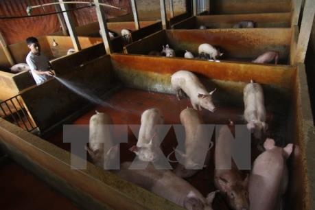 Năm 2017, Q&T dự kiến sản xuất 100.000 tấn thức ăn chăn nuôi